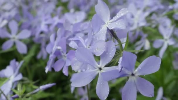 Barvinok Pid Droppar Doschu Våren Sängar Blomväxter Blå Och Blå — Stockvideo