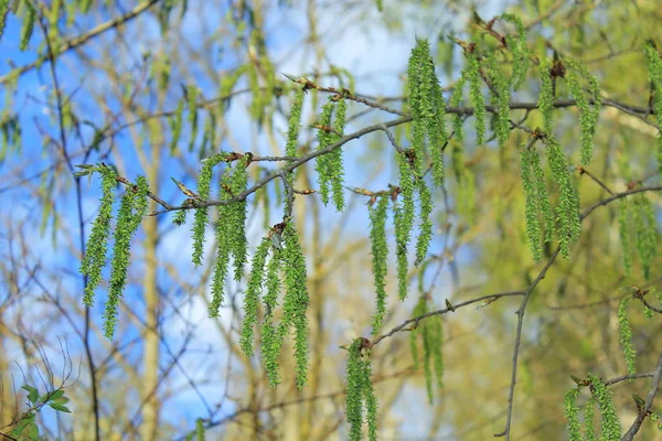 La nature au début du printemps . — Photo