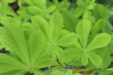 Bahar parkında ağaçlar ve çalılar. Orman ve park ağaçları. Bitkilerin krallığında bahar. Ukrayna park ve ormanda parlak yeşil renkler. Doğada form ve doku.                            