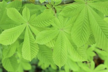 Bahar parkında ağaçlar ve çalılar. Orman ve park ağaçları. Bitkilerin krallığında bahar. Ukrayna park ve ormanda parlak yeşil renkler. Doğada form ve doku.                            