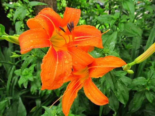 Pearl lilies in dew drops. Flowers of lilies for decorating and for bouquets. The kingdom of flowers in Ukraine.  Brightly orange lilies. Lilies for background on phone and tablet.