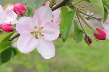  Baharda meyve bahçesi.