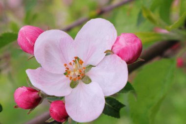  Baharda meyve bahçesi.
