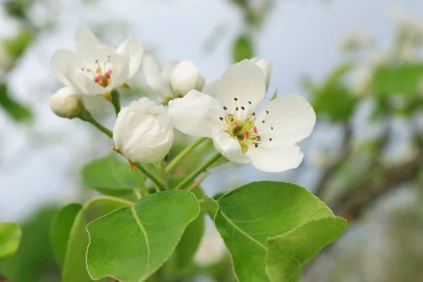 Frutteto in primavera. — Foto Stock