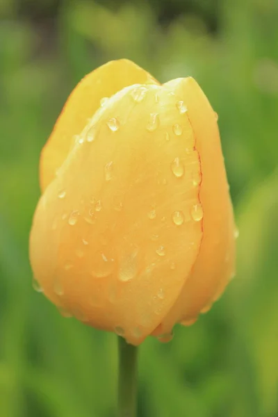 Tulpen. — Stockfoto