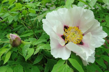 Avrupa ortak şakayık | bitki | Britannica.com 