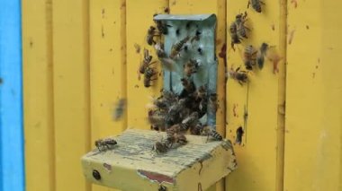 arıyla https://www.britannica.com/https://www.britannica.com/Bee. Apiary'de bahar sabahı. Honeybeeinsect Bal arıları Ukrayna felds ve bahçe wprk hazırlanıyor. Bjolina bir fmily olduğunu. Arıların hayatından.