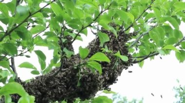 arıyla https://www.britannica.com/https://www.britannica.com/Bee. Apiary'de bahar sabahı. Ballı bal arıları Ukrayna felds ve bahçe wprk hazırlanıyor. Bjolina bir fmily olduğunu. Arıların hayatından.