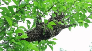  arıyla https://www.britannica.com/https://www.britannica.com/Bee. Apiary'de bahar sabahı. Honeybeeinsect Bal arıları Ukrayna felds ve bahçe wprk hazırlanıyor. Bjolina bir fmily olduğunu. Arıların hayatından.