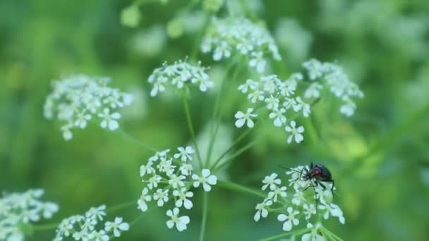 Sind Soldatenkäfer Die Gut Oder Schlecht Soldatenkäfer Mit Einem Käfer — Stockvideo