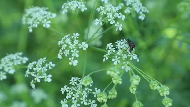 Asker Böcekler Veya Kötü Çeken Asker Böcekler Bahçe Video Çiçekler — Stok video