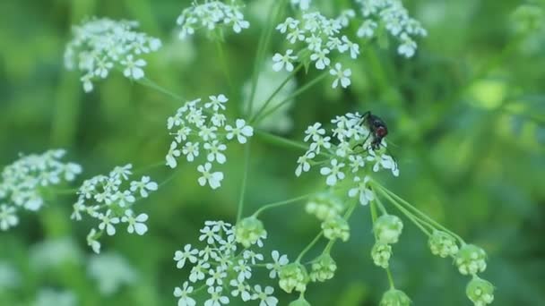 Sind Soldatenkäfer Die Gut Oder Schlecht Soldatenkäfer Mit Einem Käfer — Stockvideo