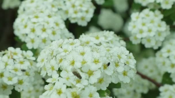 Rhododendronově Tomentosum Kvetoucí Keře Bílými Květy Království Rostlin Květin Ukrajině — Stock video