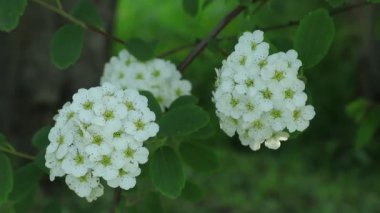 Rhododendron tomentosum. Beyaz çiçeklerle çiçekli çalılar. Ukrayna'da bitki ve çiçeklerin krallığı.Rhododendron ve şarkı kuşlar Çalılar.