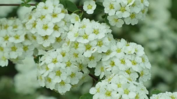 罗多德龙托门托姆 花灌木与白花 乌克兰的植物和花卉王国 杜松子和鸟儿的歌声 — 图库视频影像