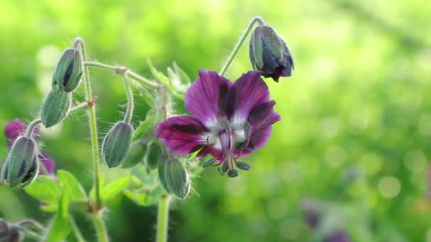 Wildflowers Weedsfacebook Button Летние Цветы Семейства Герани Королевстве Цветов Мир — стоковое видео