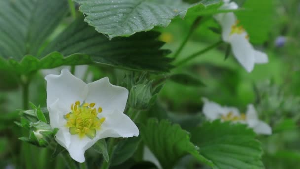 ローザRubiginhttps Www Britannica Com ウクライナの果樹園で イチゴ園芸の白い花 ウクライナの植物の王国 — ストック動画