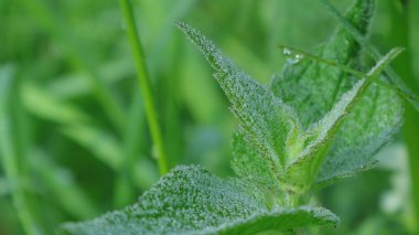  Çimlerin üzerindeki çiy tanesi.