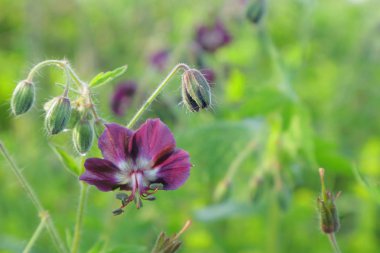  Güneşli sardunyalar.