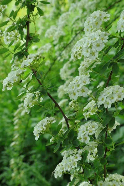 Decorative shrubs and flowers for decorating. The kingdom of plants and flowers in Ukraine. Background with flowers rhododendron to background for phone and tablet.