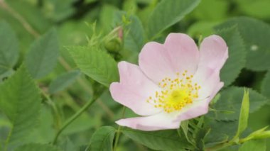 Yabani gül çiçekleri. Vahşi Çiçek Bahçesi Arkadaşlar, Inc.Ağaçlar Çalılar Eloise Butler Wildflower Garden Amerika Birleşik Devletleri'nde en eski kamu kır çiçeği bahçesi. Sıcak yaz sabahı çiçek ve yabani gül yaprakları üzerinde çiy.