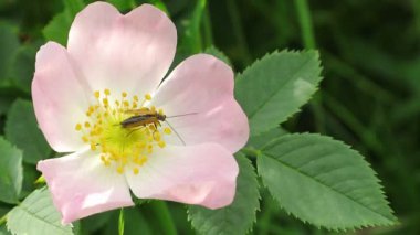 Yabani gül çiçekleri. Vahşi Çiçek Bahçesi Arkadaşlar, Inc.Ağaçlar Çalılar Eloise Butler Wildflower Garden Amerika Birleşik Devletleri'nde en eski kamu kır çiçeği bahçesi. Sıcak yaz sabahı çiçek ve yabani gül yaprakları üzerinde çiy.