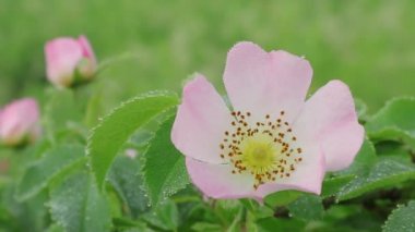 Yabani gül çiçekleri. Vahşi Çiçek Bahçesi Arkadaşlar, Inc.Ağaçlar Çalılar Eloise Butler Wildflower Garden Amerika Birleşik Devletleri'nde en eski kamu kır çiçeği bahçesi. Sıcak yaz sabahı çiçek ve yabani gül yaprakları üzerinde çiy.