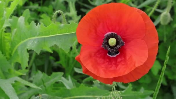 Growing Oriental Poppies Tips How Grow Oriental Poppy Inglés Flores — Vídeo de stock