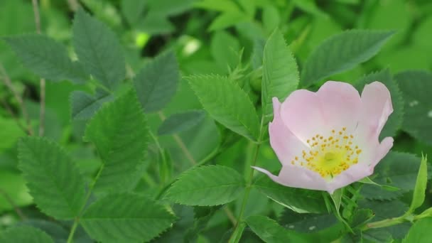 Kwiaty Dzikiej Róży Przyjaciele Wild Flower Garden Inc Drzew Krzewów — Wideo stockowe