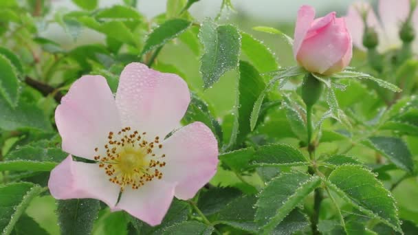 野玫瑰之花 野生花卉花园之友 公司伊洛伊斯巴特勒野花花园的树木灌木在美国最古老的公共野花花园 在温暖的夏天 花朵和野玫瑰的叶子上的晨露 — 图库视频影像