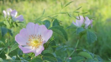 Yabani gül çiçekleri. Vahşi Çiçek Bahçesi Arkadaşlar, Inc.Ağaçlar Çalılar Eloise Butler Wildflower Garden Amerika Birleşik Devletleri'nde en eski kamu kır çiçeği bahçesi. Sıcak yaz sabahı çiçek ve yabani gül yaprakları üzerinde çiy.