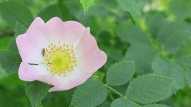 Yabani gül çiçekleri. Vahşi Çiçek Bahçesi Arkadaşlar, Inc.Ağaçlar Çalılar Eloise Butler Wildflower Garden Amerika Birleşik Devletleri'nde en eski kamu kır çiçeği bahçesi. Sıcak yaz sabahı çiçek ve yabani gül yaprakları üzerinde çiy.