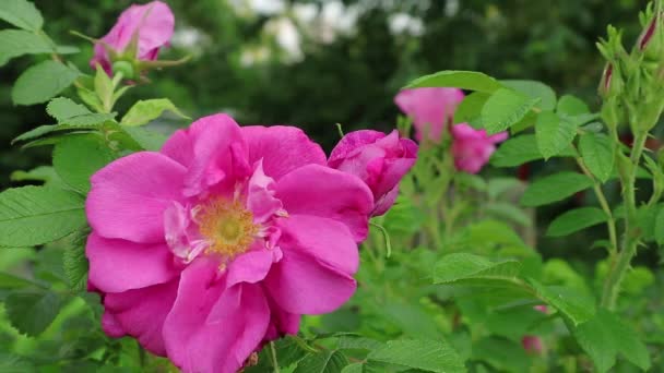 Fleurs de rose sauvage. The Friends of the Wild Flower Garden, Inc.Arbres Arbustes du jardin Eloise Butler Wildflower GardenLe plus ancien jardin public de fleurs sauvages des États-Unis. Dans la rosée chaude du matin d'été sur les fleurs et les feuilles de rose sauvage .