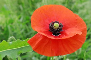  Haşhaş vahşidir..