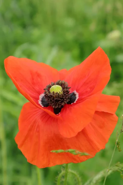 成長オリエンタルポピー オリエンタルポピーを育てる方法についてのヒント 晴れた夏の日に赤いケシの花 花の野生のケシの王 ウクライナの植物と花の王国 — ストック写真