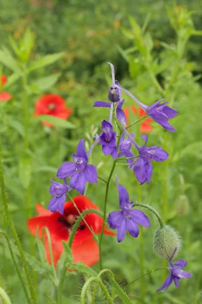 Growing Oriental Poppies Tips How Grow Oriental Poppy Inglés Flores —  Fotos de Stock