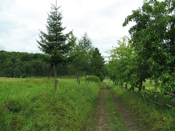 A estrada para a floresta . — Fotografia de Stock