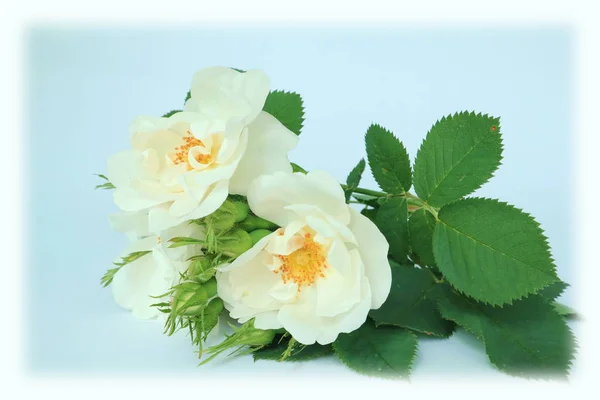 Rose bouquet. — Stock Photo, Image