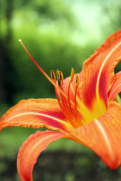 Naranja lila . —  Fotos de Stock