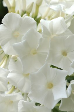 Beyaz sürüler Ukrayna çiçek tarhlarında gelişti. Telefon ve tablet için hafifçe beyaz arka plan phlox. Çiçekler krallığından phlox yaz çiçekleri.