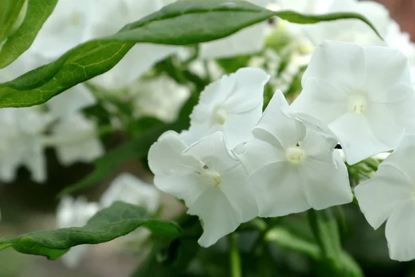 Vita Flockar Blomstrade Ukrainska Blomsterrabatter Försiktigt Vit Bakgrund Phlox För — Stockfoto
