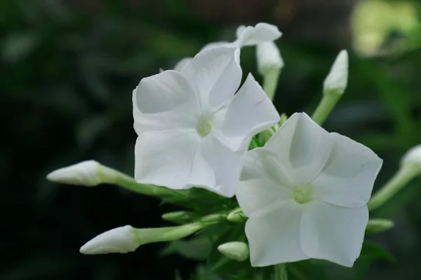 Beyaz Sürüler Ukrayna Çiçek Tarhlarında Gelişti Telefon Tablet Için Hafifçe — Stok fotoğraf