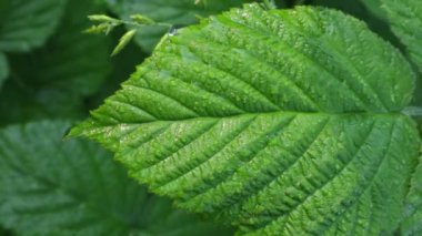 Sabah yapraklarına çiy damlaları. Saf çiy, temiz sabah, temiz hava, hepsi güneş ışığı altında. Yeşil broşürler ve ışık ve gölge bir oyun kısa bir video. Doğada doku ve form.