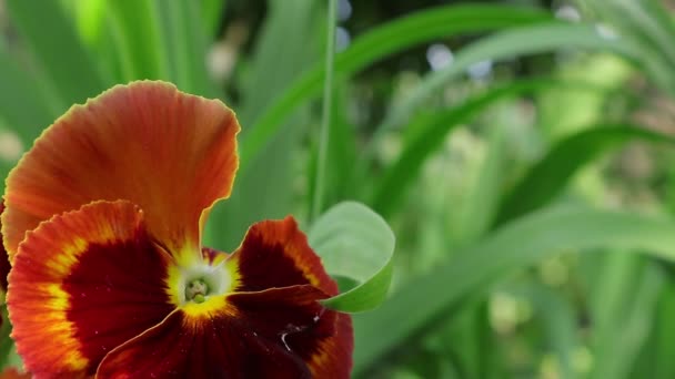 Las Flores Son Hermanos Día Verano Burdel Fue Levantado Por — Vídeos de Stock