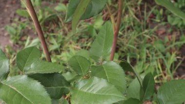 Çay melezi gül. Çiy parlak kırmızı bir gülün yapraklarına düşer. Yaz aylarında, Kırmızı güllerin en güzel çiçekleri Ukrayna'da çiçek açar. Ukrayna'da alacakaranlık sabahı. Telefon ve tablet için güller ile arka plan. Bitkilerin ve çiçeklerin krallığı.
