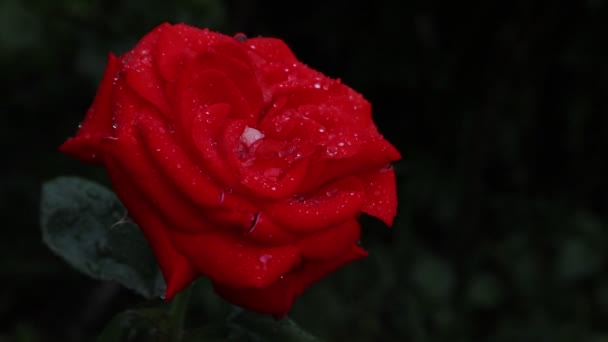 Teehybrid stieg. Tau tropft auf die Blütenblätter einer leuchtend roten Rose. im sommer blühen in ukraine die schönsten blumen roter rosen. Morgendämmerung in der Ukraine. Hintergrund mit Rosen für Handy und Tablet. das Reich der Pflanzen und Blumen.