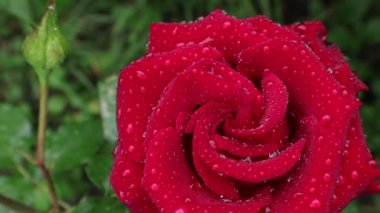 Çay melezi gül. Çiy parlak kırmızı bir gülün yapraklarına düşer. Yaz aylarında, Kırmızı güllerin en güzel çiçekleri Ukrayna'da çiçek açar. Ukrayna'da alacakaranlık sabahı. Telefon ve tablet için güller ile arka plan. Bitkilerin ve çiçeklerin krallığı.