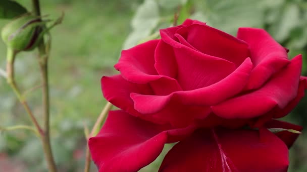 ティーハイブリッドローズ 鮮やかな赤いバラの花びらに露が落ちる 夏には ウクライナで赤いバラの最も美しい花が咲きます ウクライナの夕暮れの朝 携帯電話やタブレットのためのバラと背景 植物と花の王国 — ストック動画