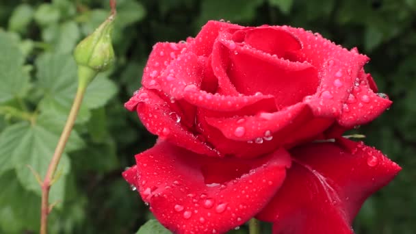 茶混合玫瑰 露珠滴在鲜红玫瑰的花瓣上 乌克兰最美丽的红玫瑰花盛开 乌克兰的暮光之城早晨 背景与玫瑰的手机和平板电脑 植物和花卉王国 — 图库视频影像