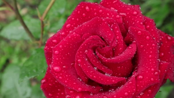 Rosa Híbrida Rocía Gotas Sobre Los Pétalos Una Rosa Roja — Vídeo de stock